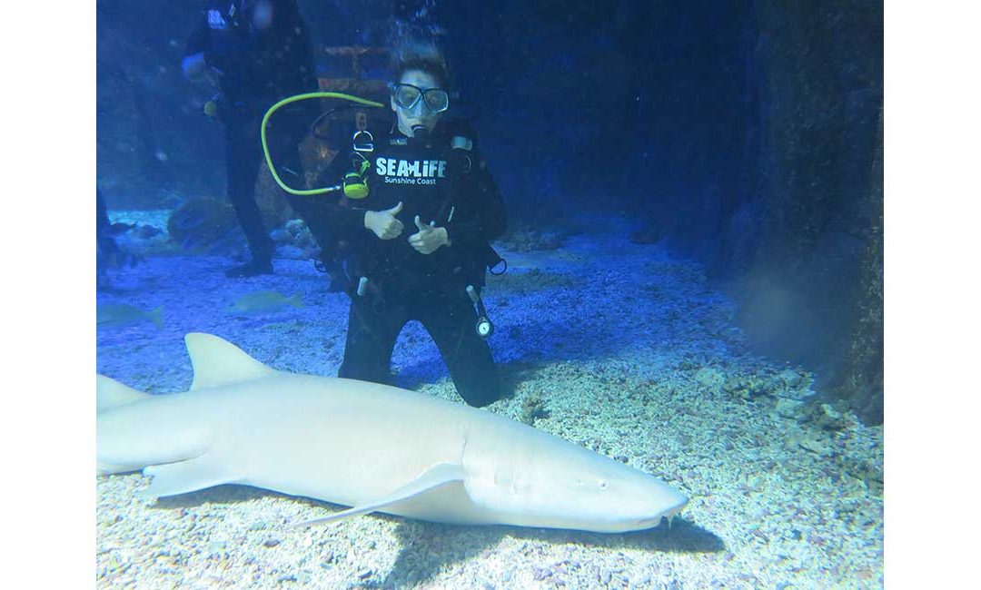 Dive with sharks at SEA LIFE Sunshine Coast!