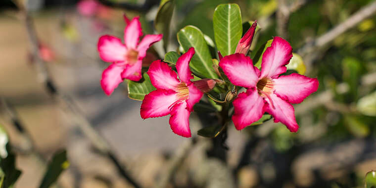 Sunshine Coast Kids Will Love to Explore These Beautiful Flowers in Maroochy Botanic Gardens