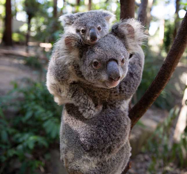 Get annual entry to Currumbin Wildlife Sanctuary!