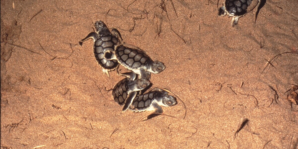 baby sea turtles run for the ocean