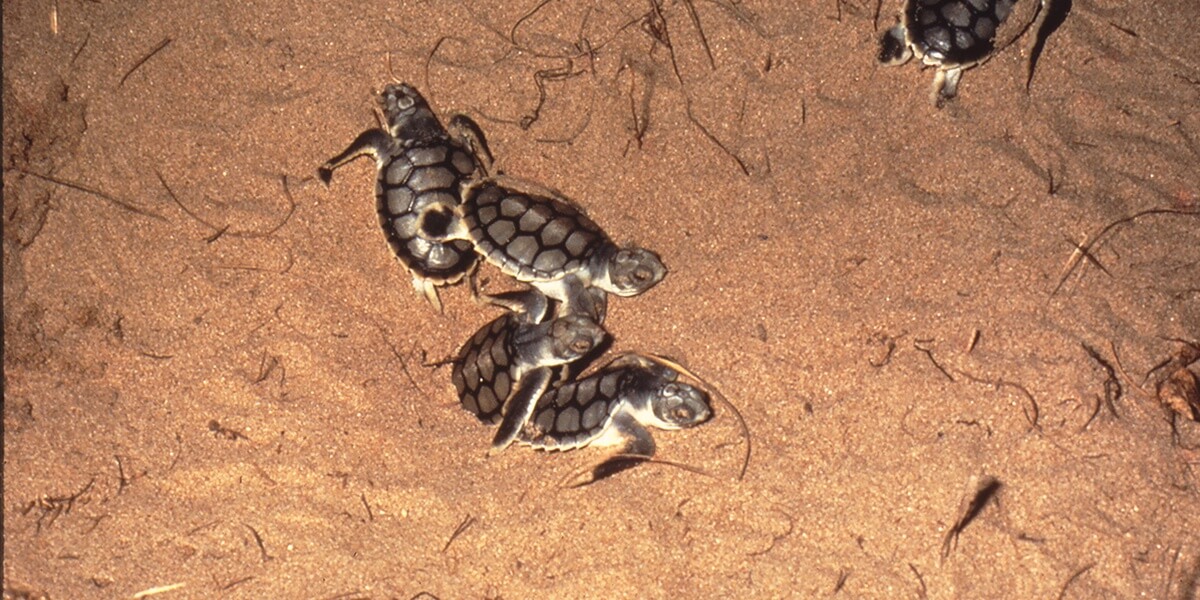 Baby Sea Turtles Run for the Ocean