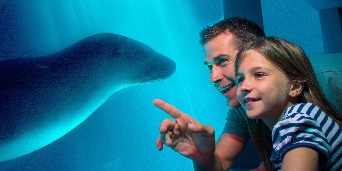 Why Sea Life Sunshine Coast is top of the list for families
