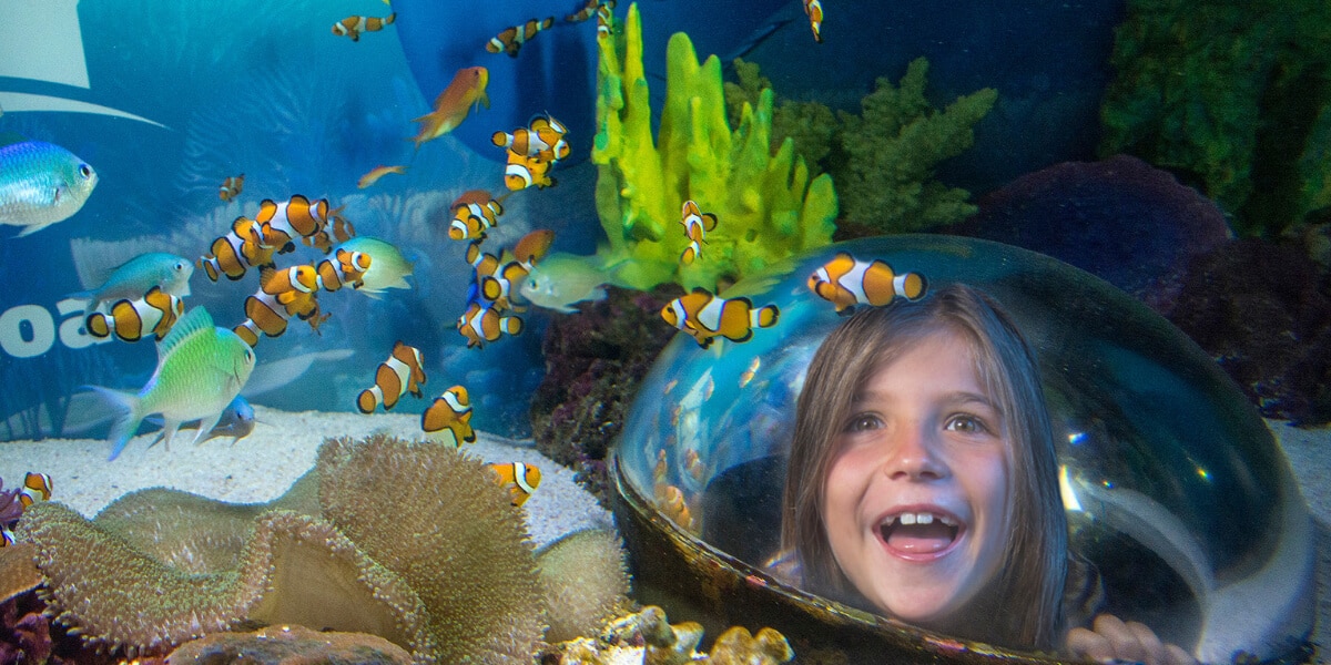 Girl Looking Through Aquarium Window at Sea Life Sunshine Coast