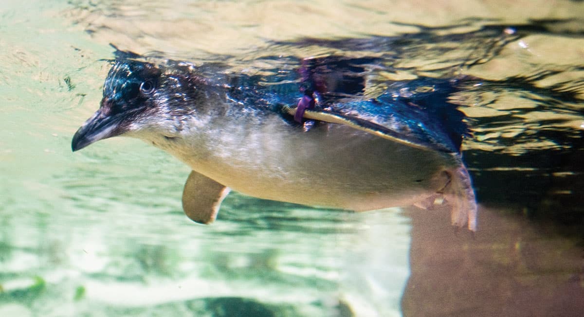 Meet the little blue penguins at SEA LIFE Sunshine Coast