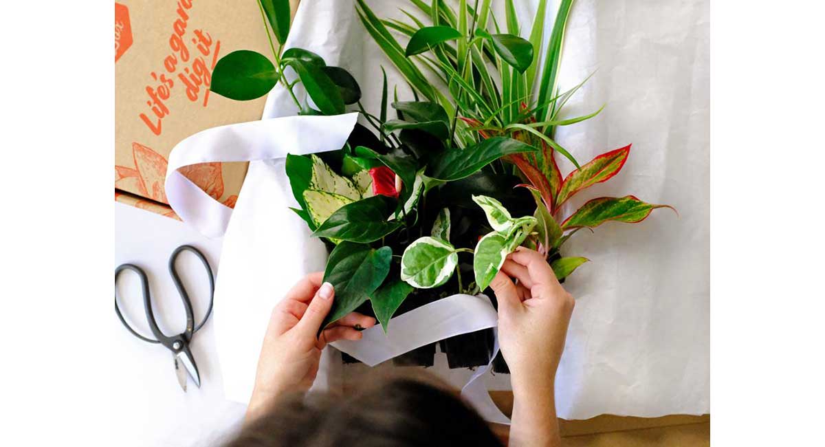 Gift Box of Indoor Plants