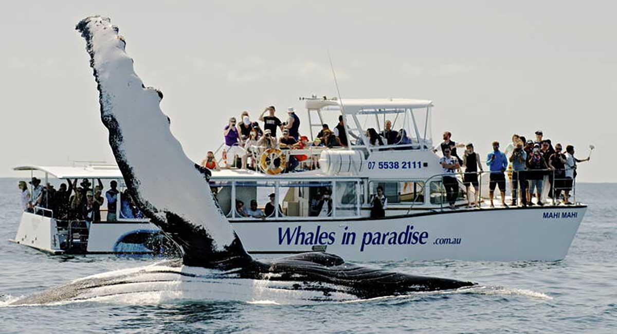 Whale Watching Surfers Paradise