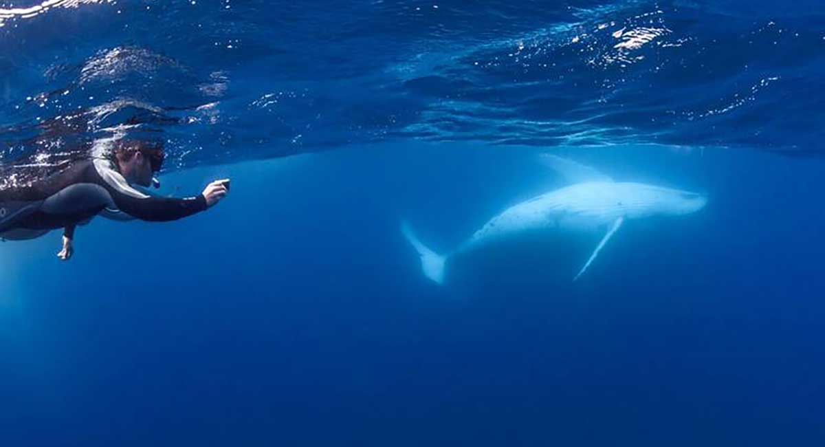 Fathers Day Gifts Swim with the Whales