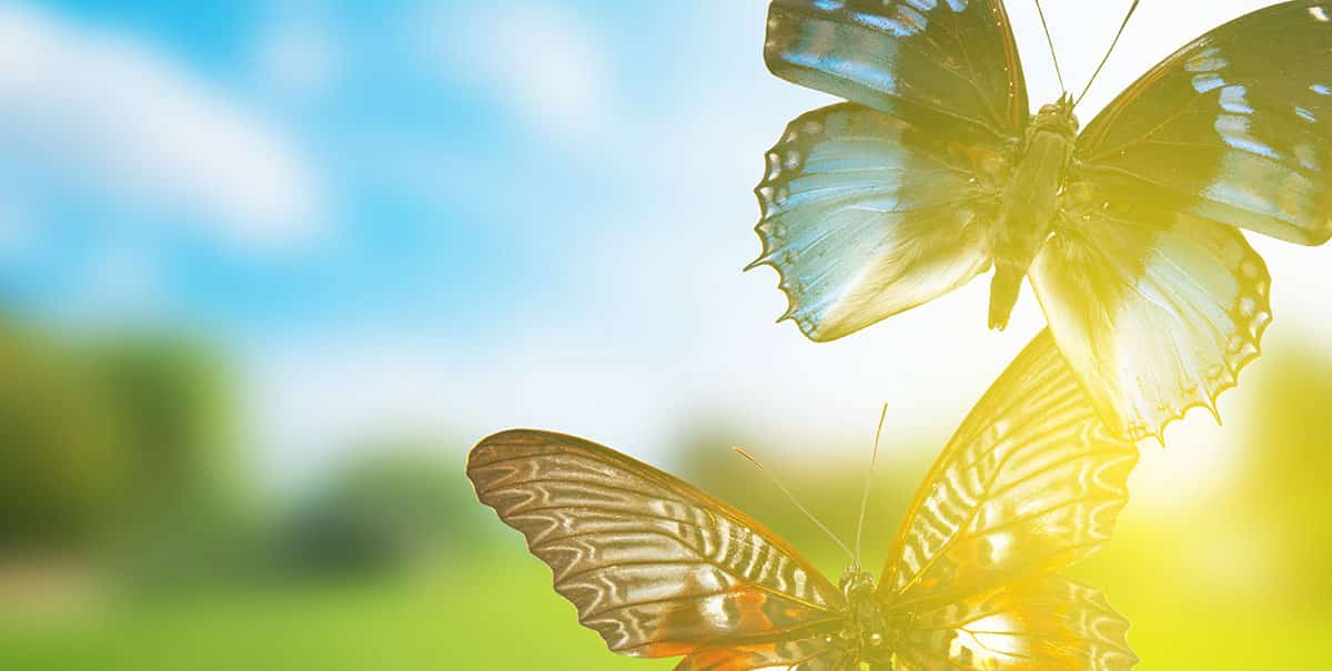 The Butterfly Effect – and showing all kids that they can make a positive difference