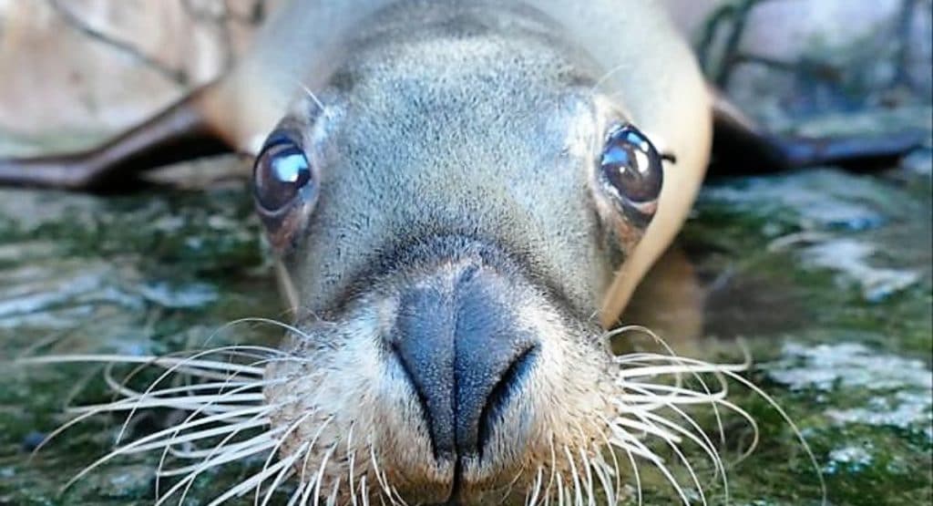 Sea Life Sunshine Coast