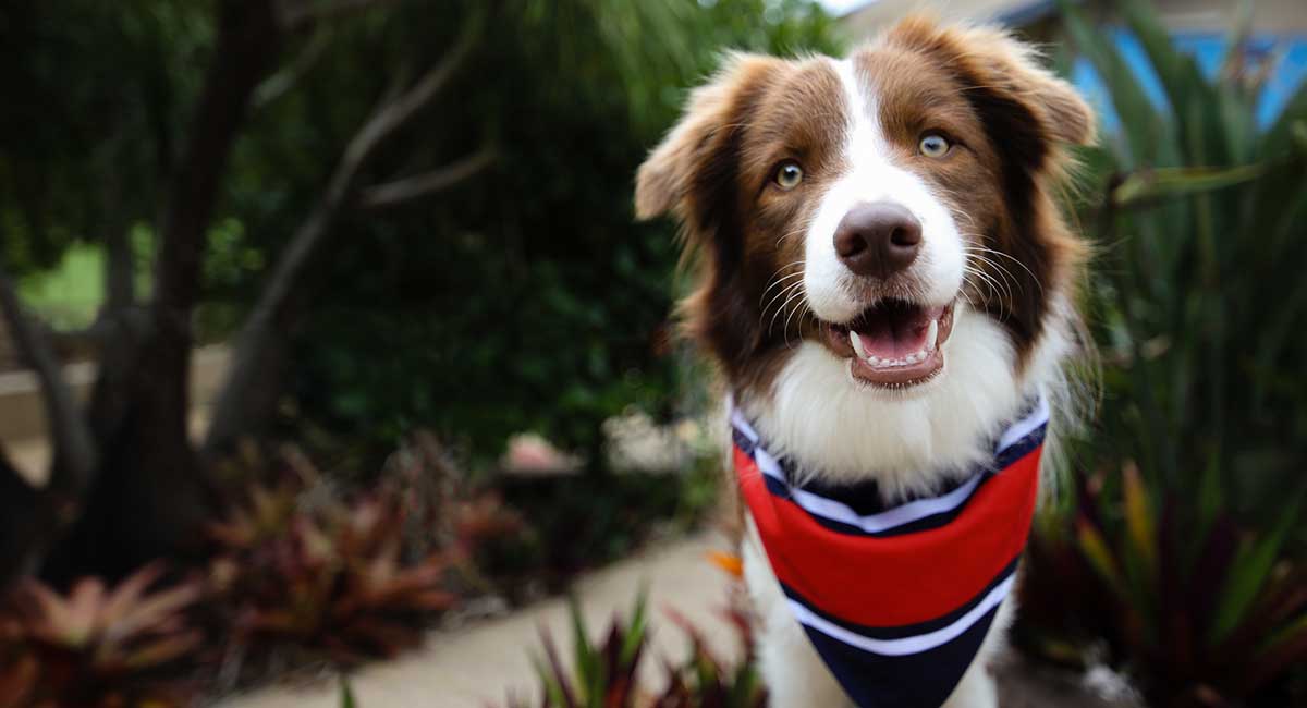 Meet the new therapy dog at Suncoast