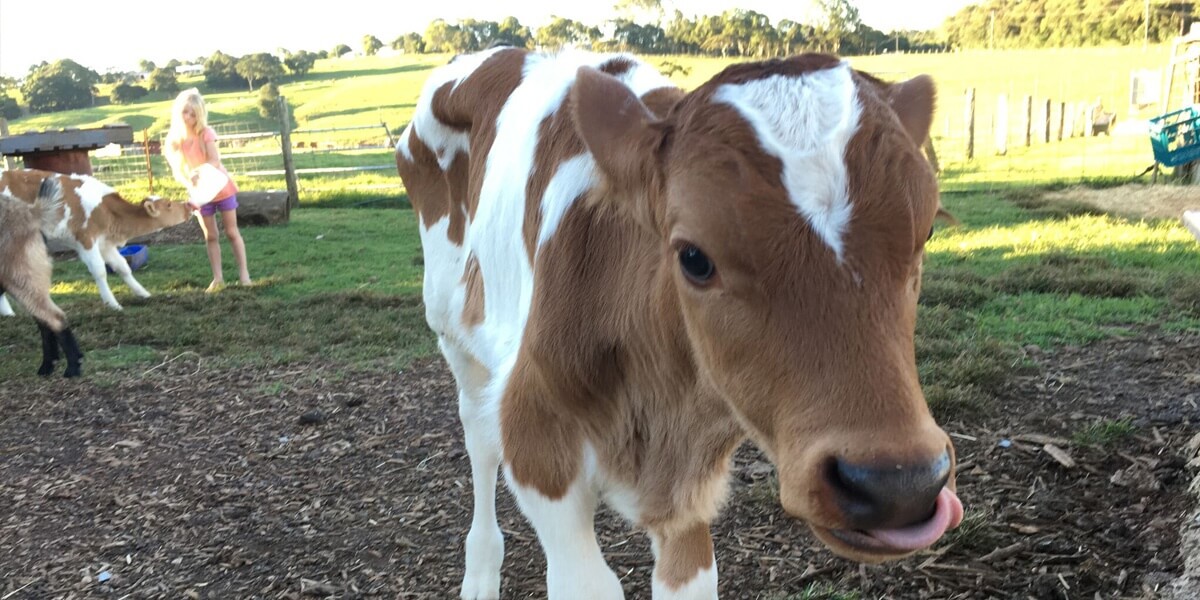 Dairy Cow at Maleny Dairies Sunshine Coast