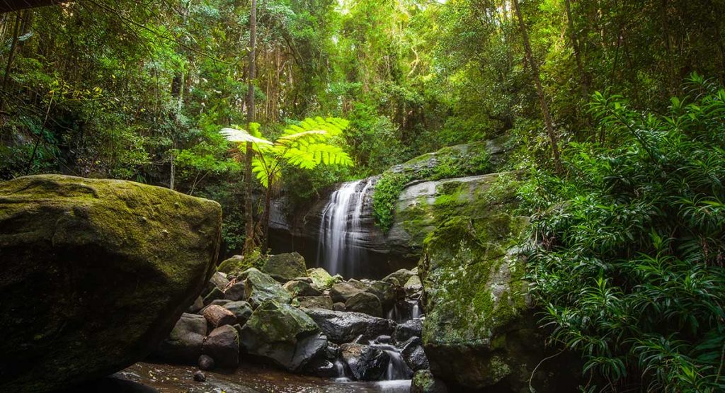 Buderim Forest Bushwalk for Kids