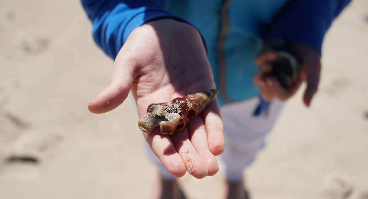 Finding shells on the beach at this Gold Coast Primary School