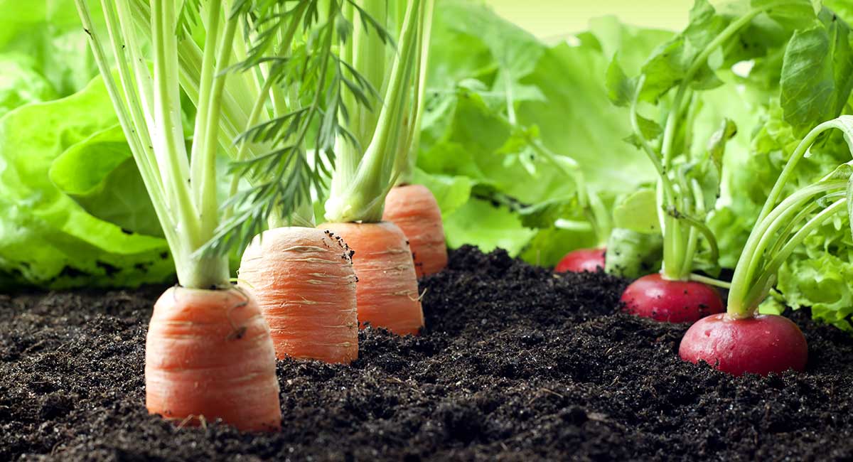 Kids Veggie Garden