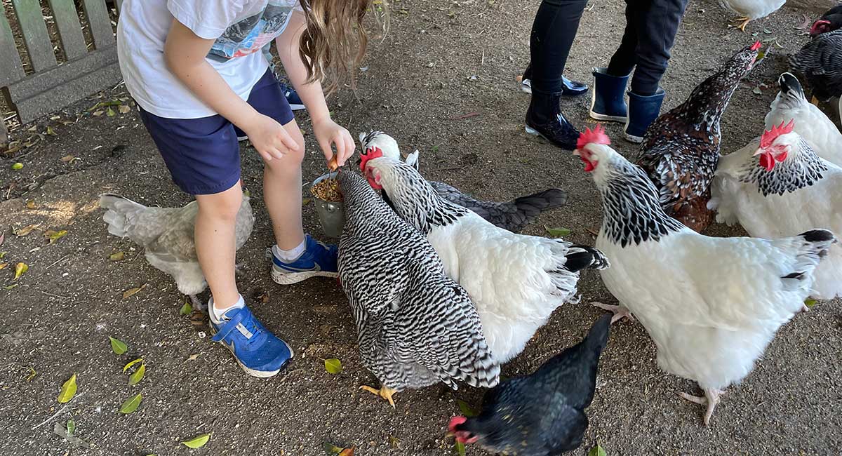 Feeding chickens at Noosa farmstay