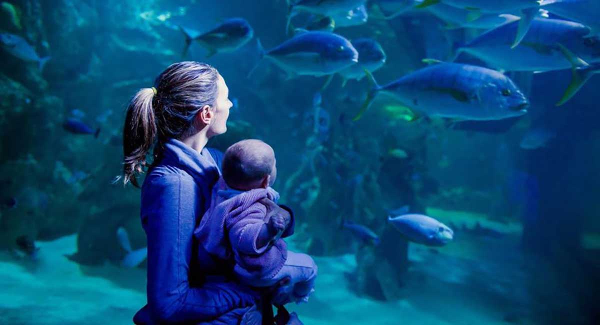 Sea life mum and baby sunshine coast