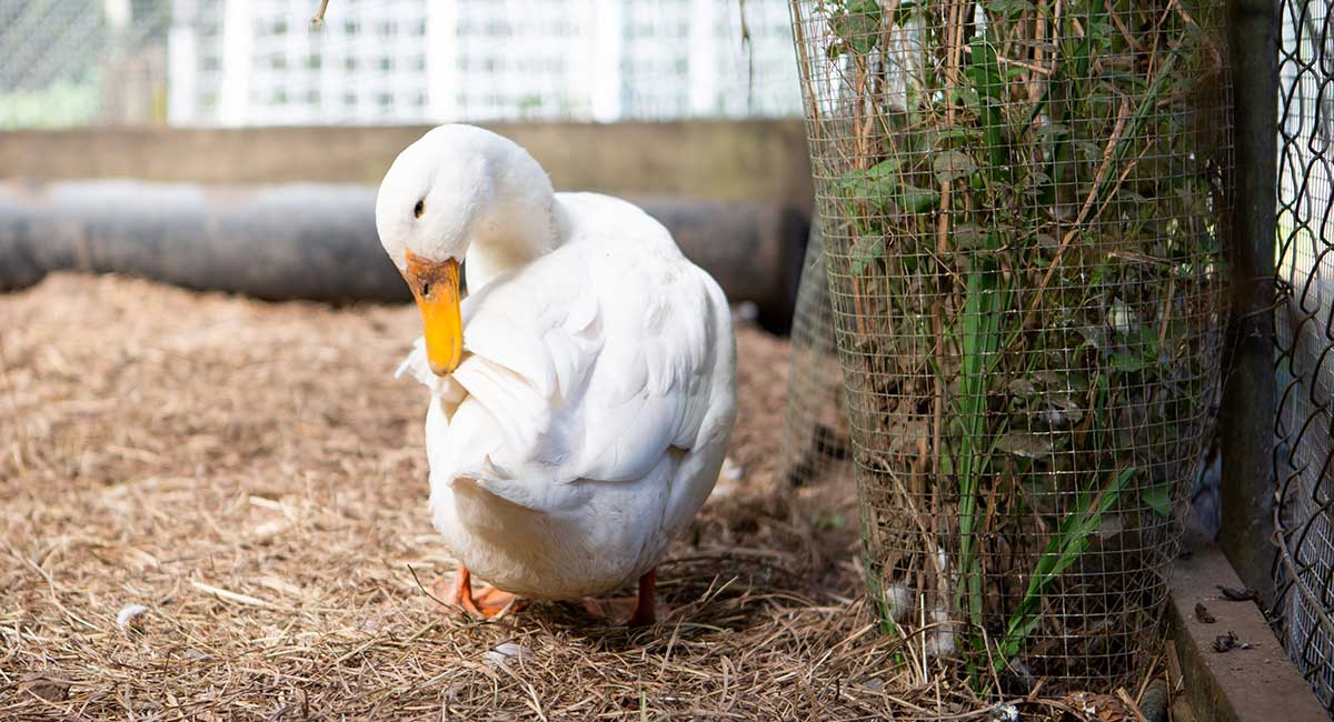 Flinders-farm-school-duck