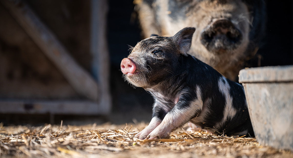 Rise and Shine Childcare Centre Petting Zoo