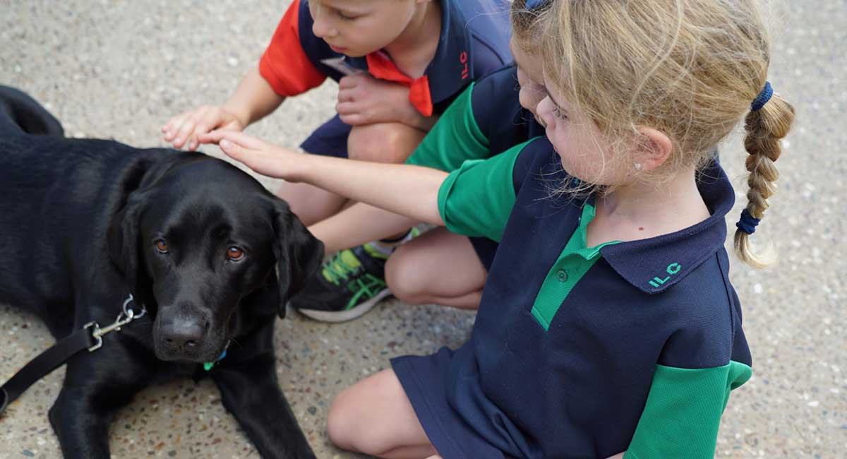 Connie Therapy Dog at Immanuel Lutheran College