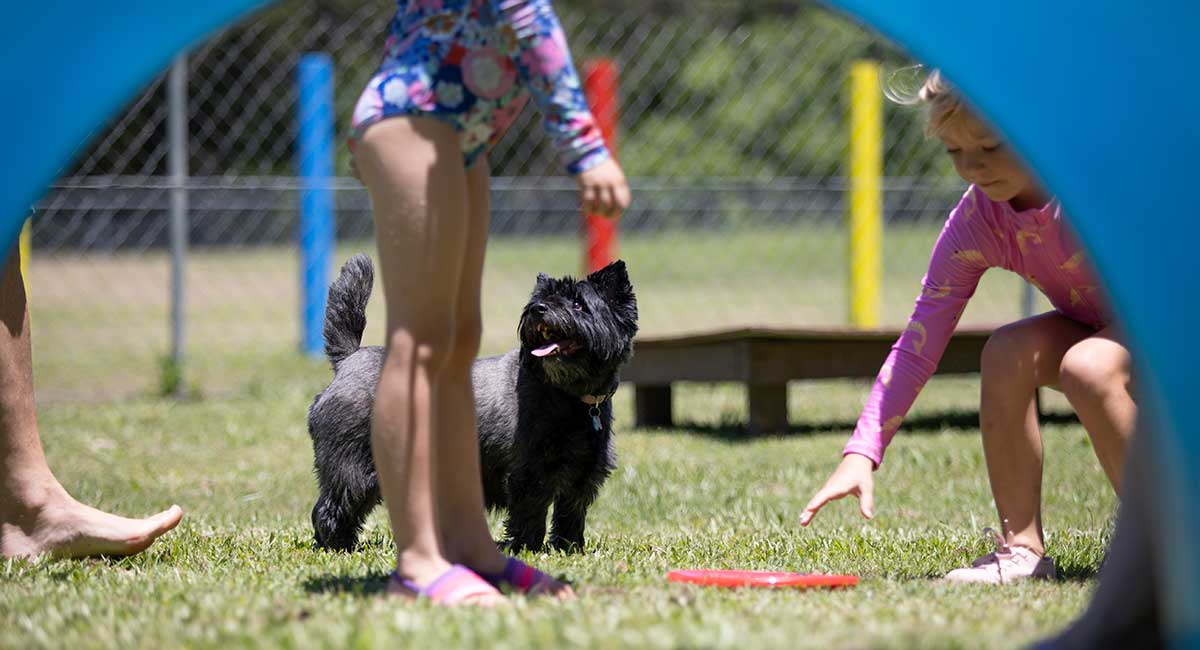 Big4 holiday park gold coast dog park