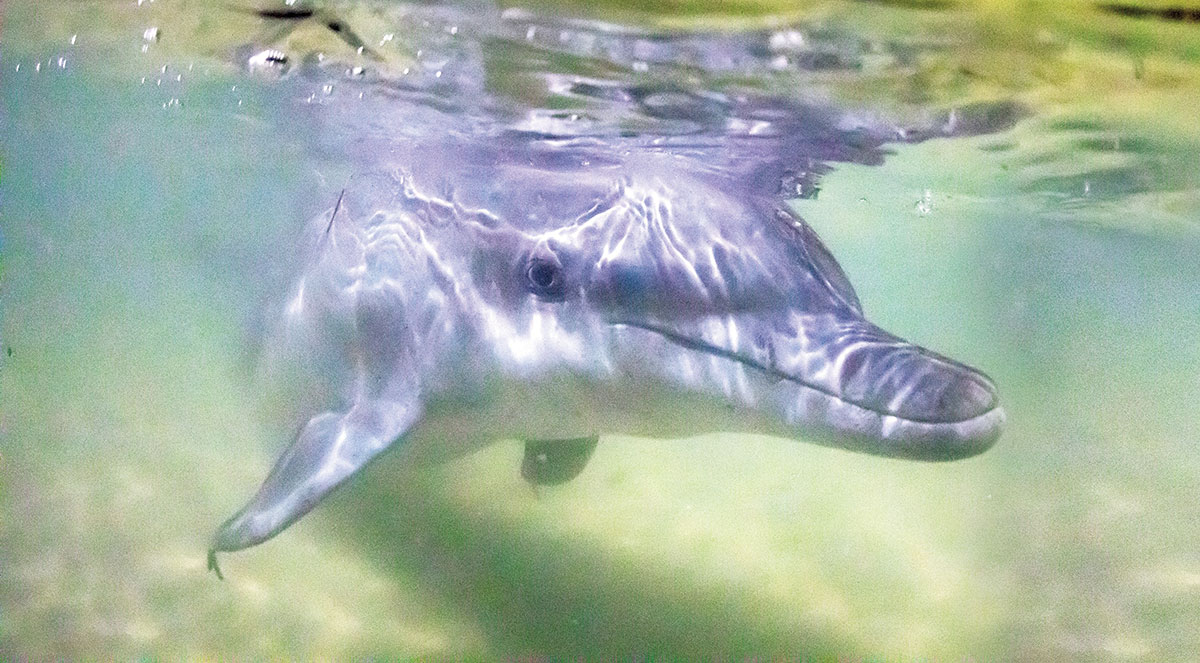 Dolphin Feeding at Tangalooma Resort