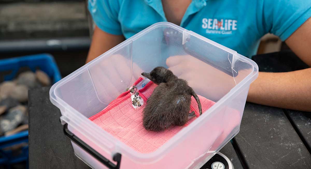 First Little Blue Penguin Chick at Sea Life Sunshine Coast