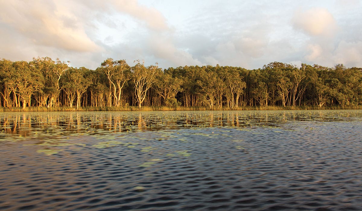 Noosa Everglades Sunshine Coast