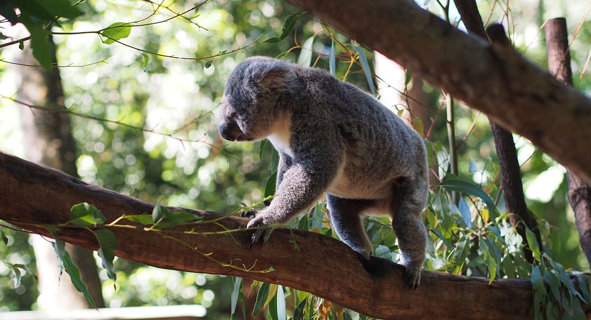 Koala in Tree at Wildlife Hq Sunshine Coast