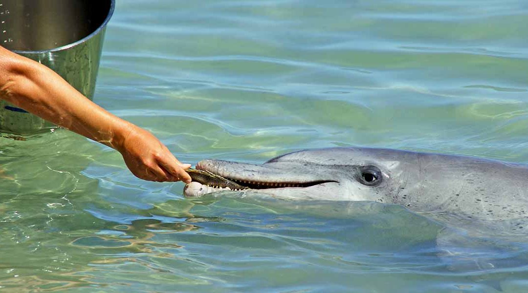 The best dolphin experiences in south-east Queensland