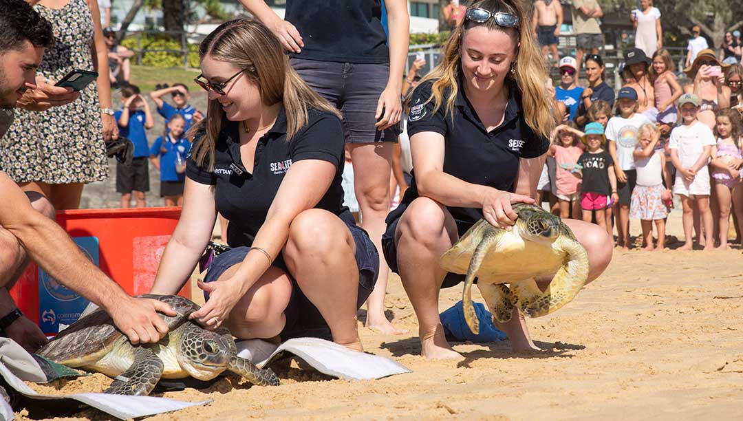 Sea Life Sunshine Coast Team Preparing to Release Rehabilitated Turtles