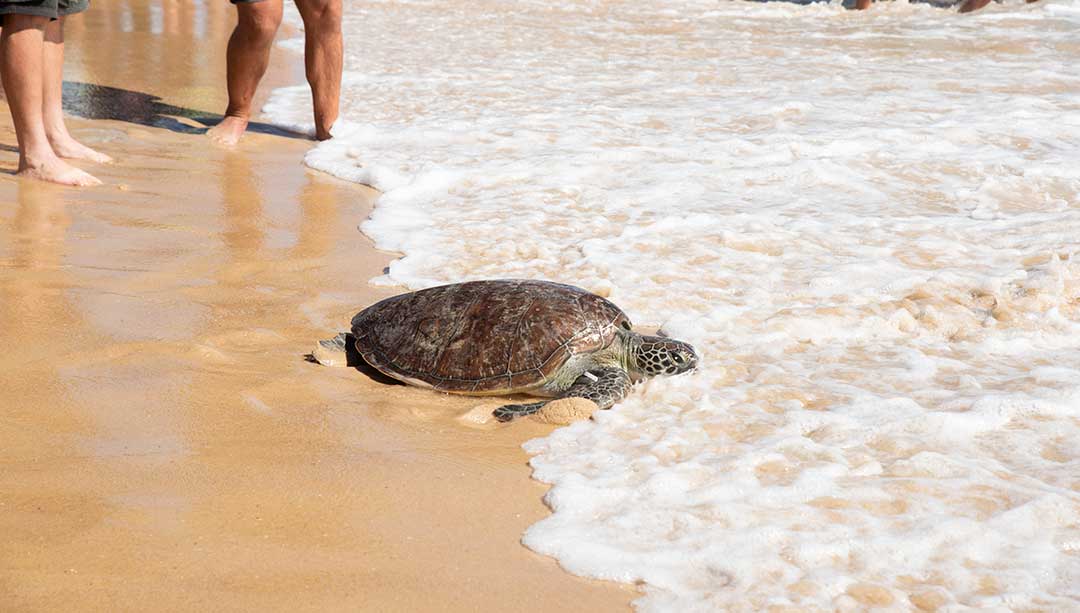 Rehabilitated Turtle Entering the Water at Mooloolaba Beach
