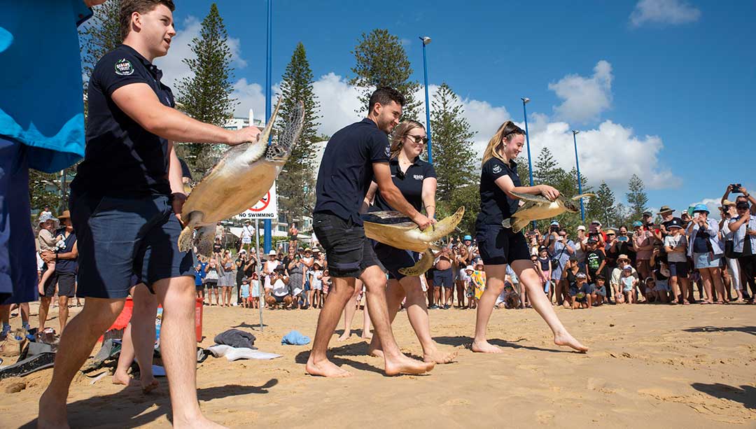 SEA LIFE releases four rehabilitated turtles released at Mooloolaba Beach