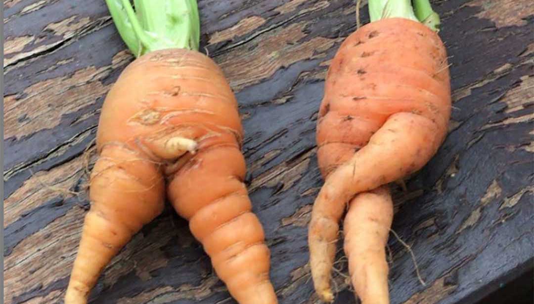 How wonky veggies or kooky chooks could make you a winner