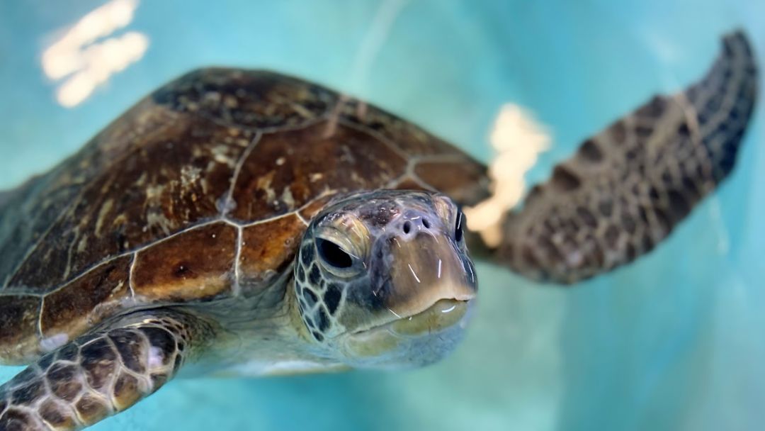 Join the Sea Turtle Rescue Team at Sea Life Sunshine Coast These School Holidays