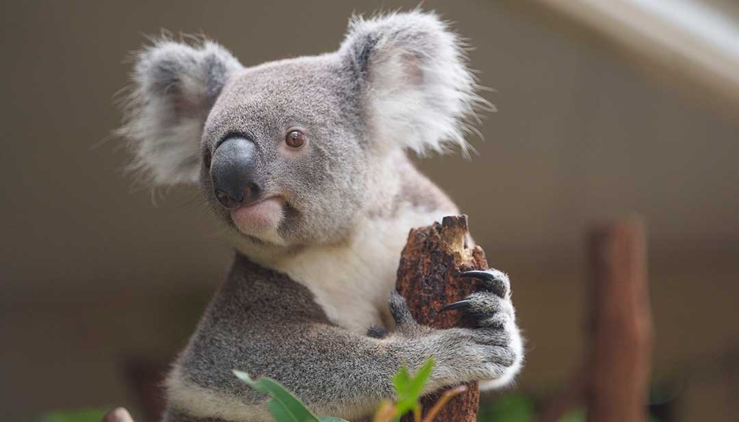 Koala at Lone Pine Koala Sanctuary Where You Can See Animals in Brisbane