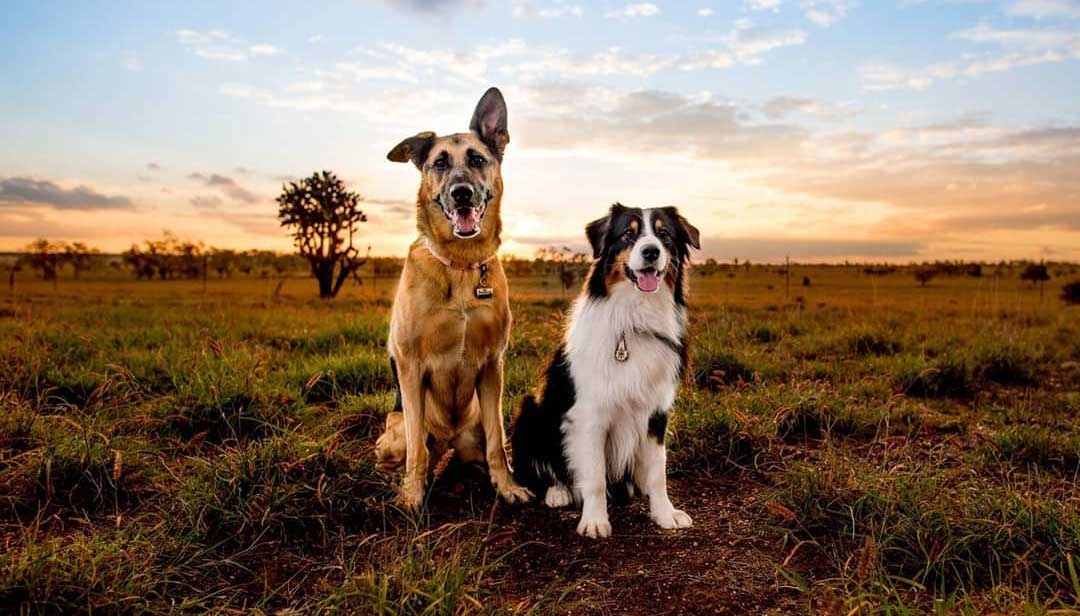 The ultimate dog-friendly guide to North West Queensland