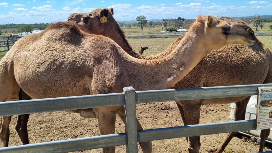 Summer Land Camels – A Day Trip with Kids