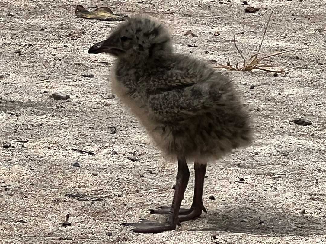 Baby Bird on the Path at Heron Island