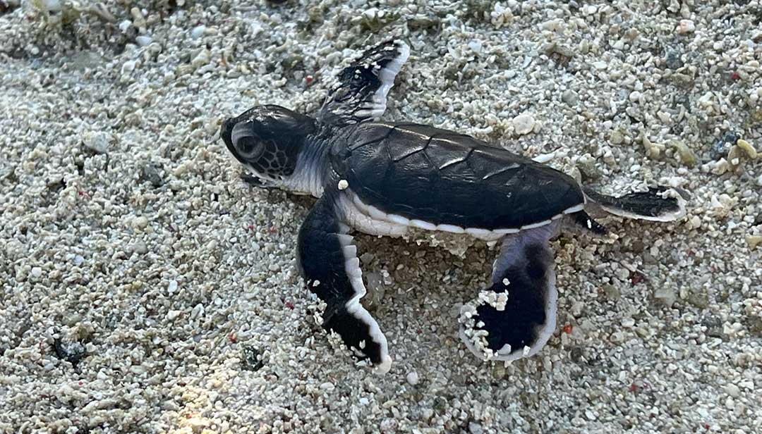 Baby Turtle on the Beach at Heron Island