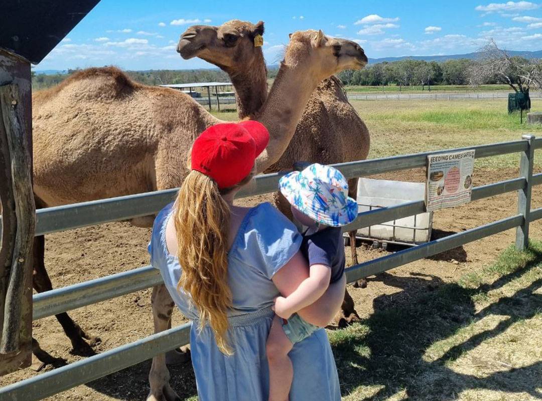 Feeding the Camels at Summer Land Camels Scenic Rim