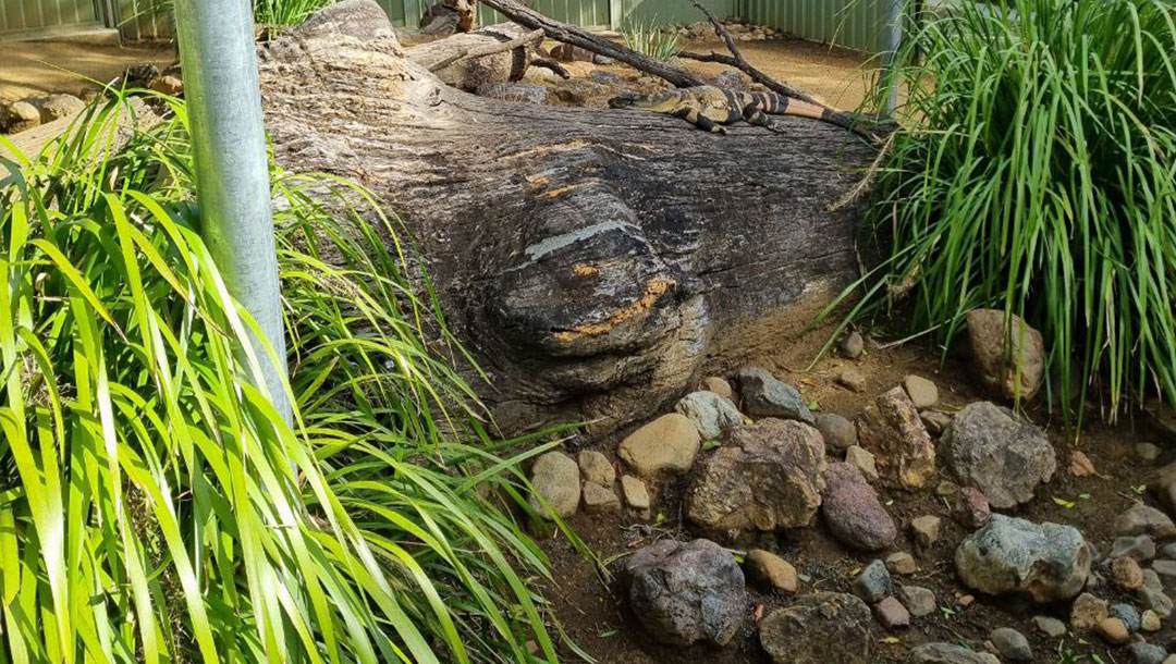 a Lizard Basking on a Rock at Ipswich Nature Centre