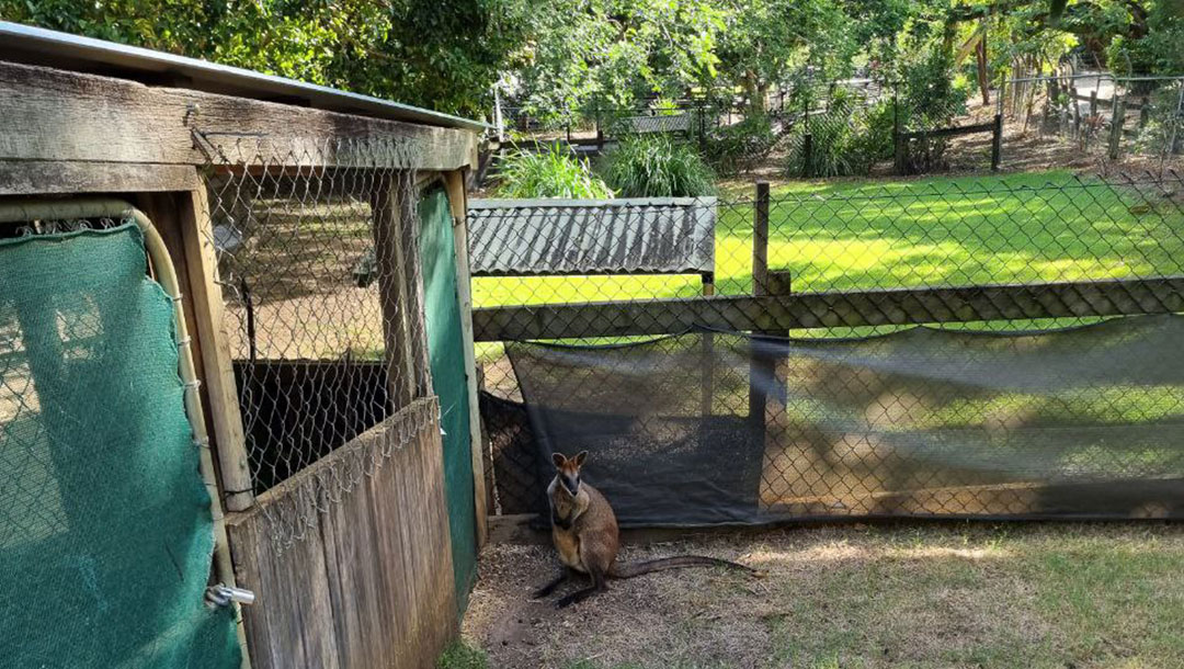 Kangaroo at Ipswich Nature Centre