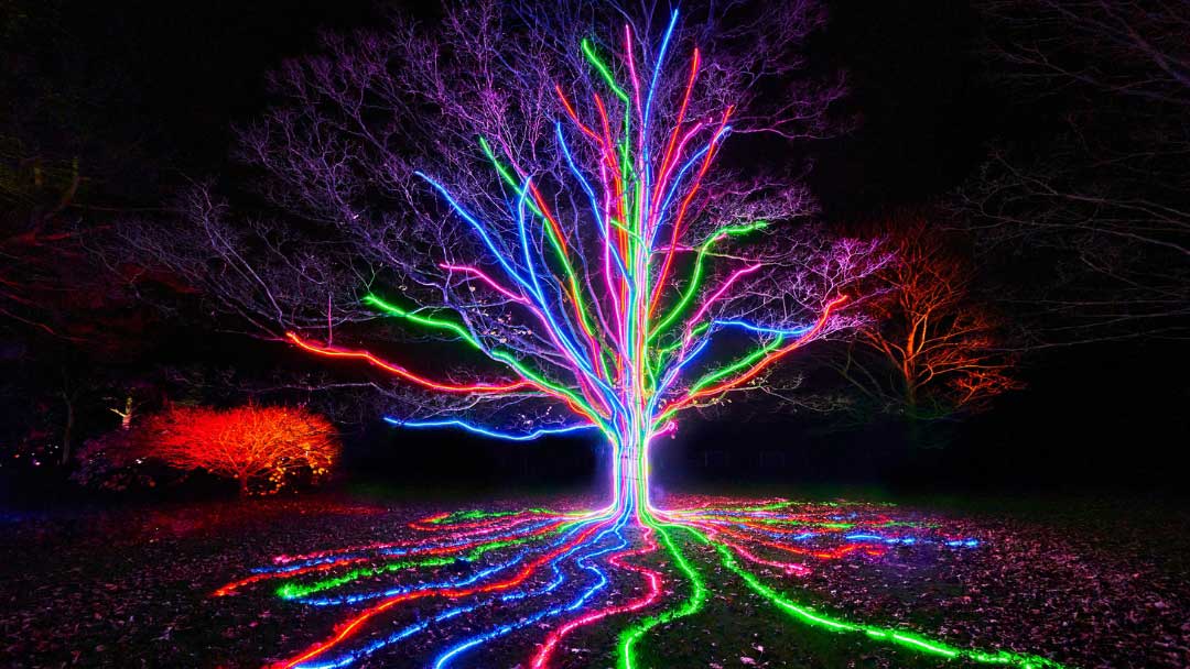 Lightscape Brisbane 2023 a Rainbow Tree