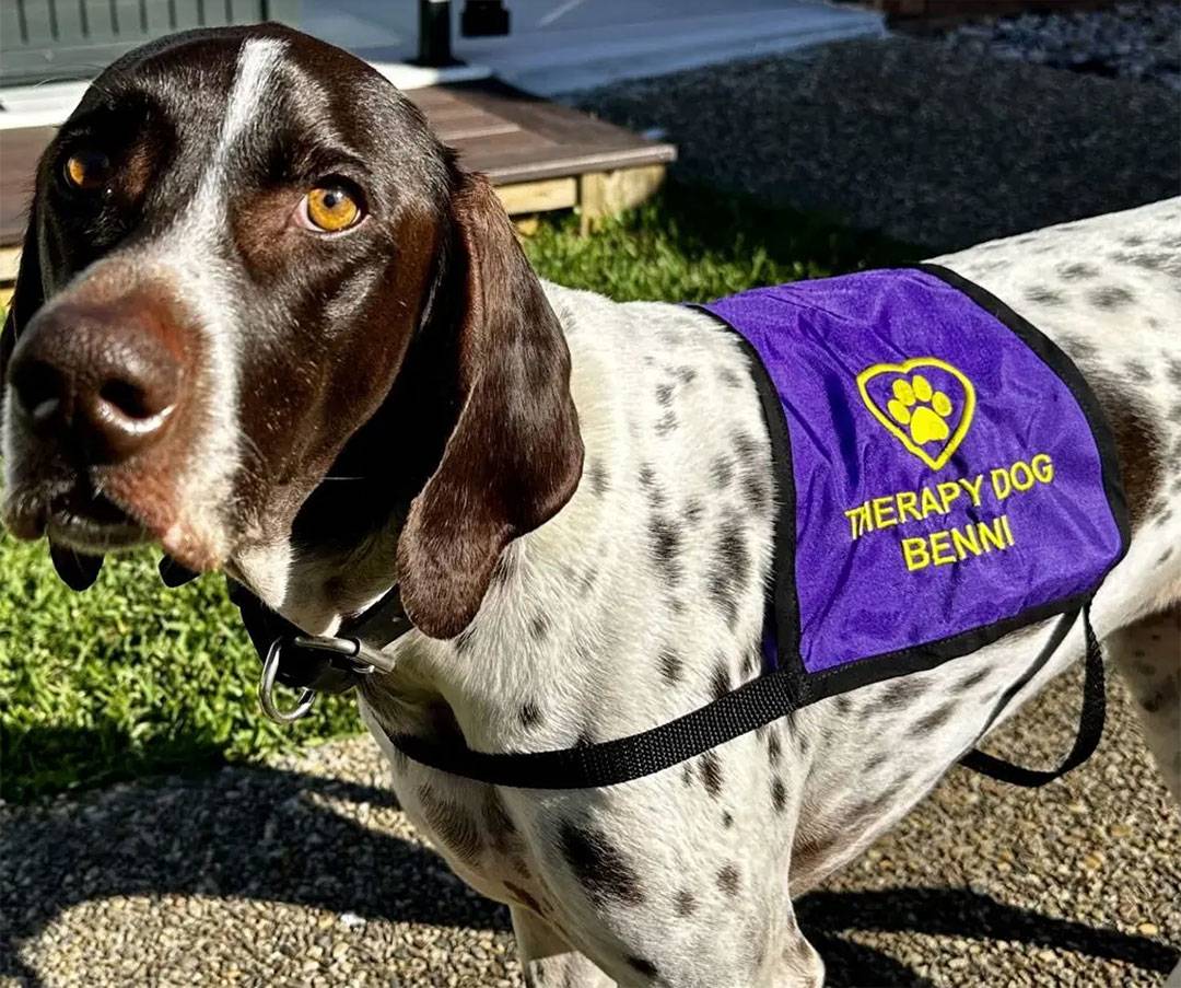 Therapy Dog at P3 Animal Assisted Therapy on the Sunshine Coast