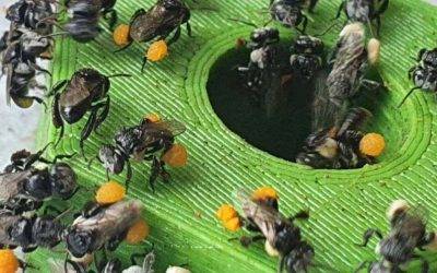 Native Beekeeping Masterclass