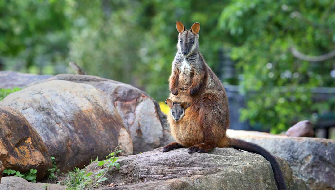 a Wallaby and Joey on a Rock at Ipswich Nature Centre Queens Park