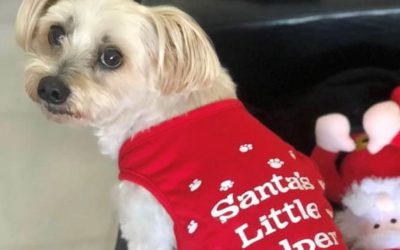 A pet is more than a Christmas surprise