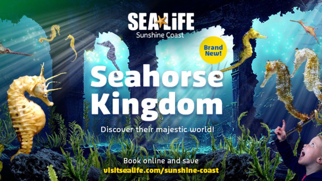 Seahorse Kingdom Has Arrived at Sealife Sunshine Coast