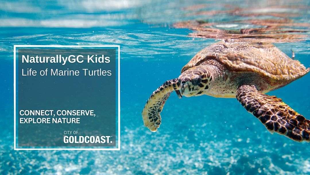 Naturallygc Kids Life of Marine Turtles