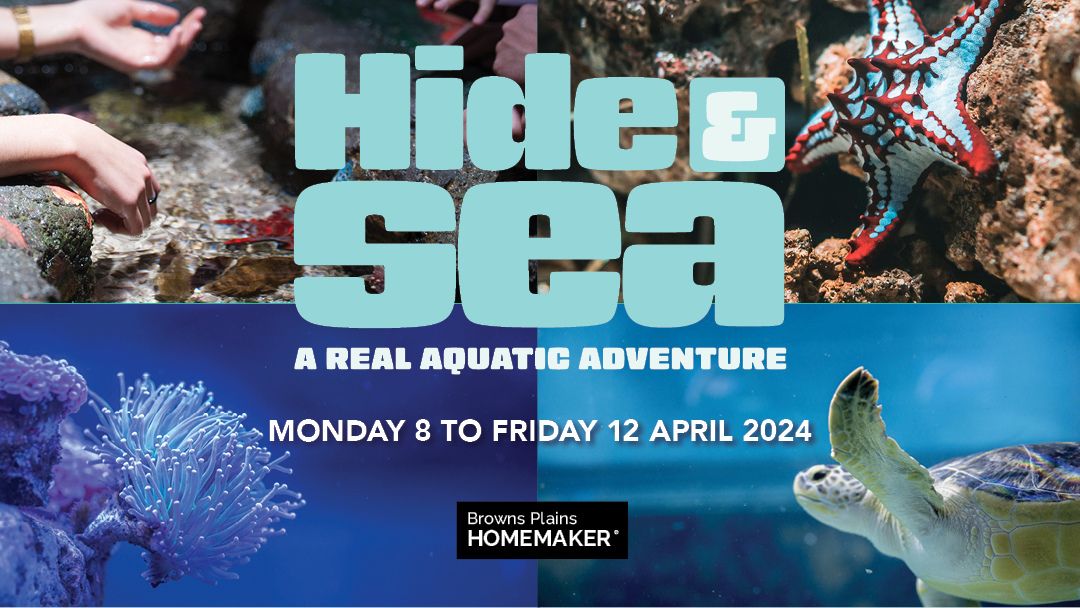 Hide and Sea a Real Aquatic Adventure